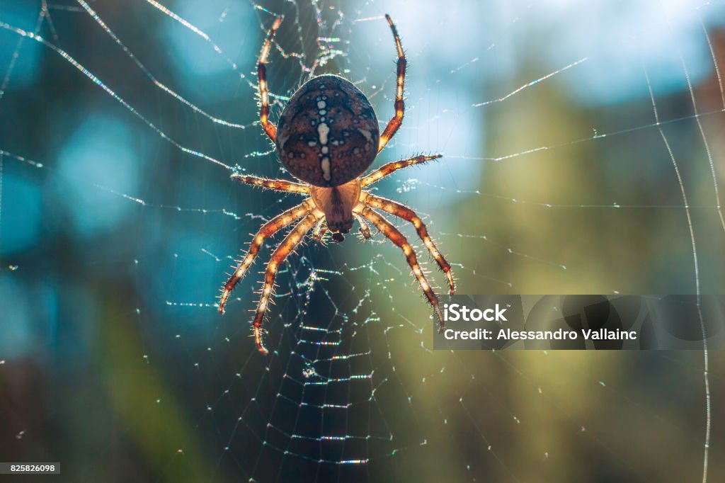 Spider Hunting Techniques Stock Photo - Download Image Now - Animal Back,  Arachnid, Arachnophobia - iStock