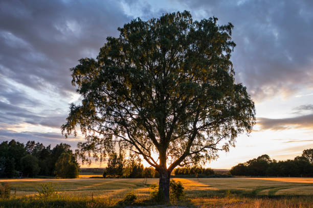 istock beautiful landscape in Sweden 825830616