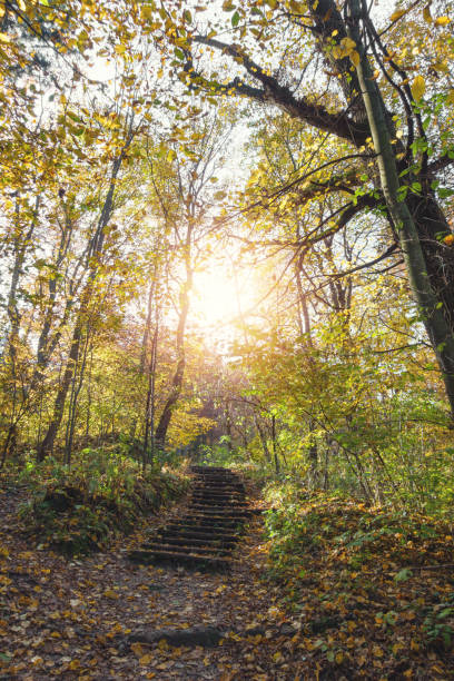istock Stairs In Autumn Forest 825830692