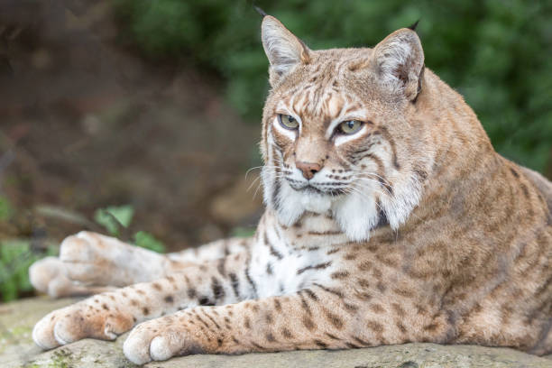 istock Bobcat (Lynx rufus californicus) sitting on a rock and posing. 825831026