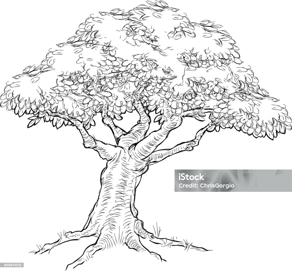 Woodcut sketch Style Tree A tree, possibly oak, in a hand drawn vintage woodcut etched engraved style Tree stock vector