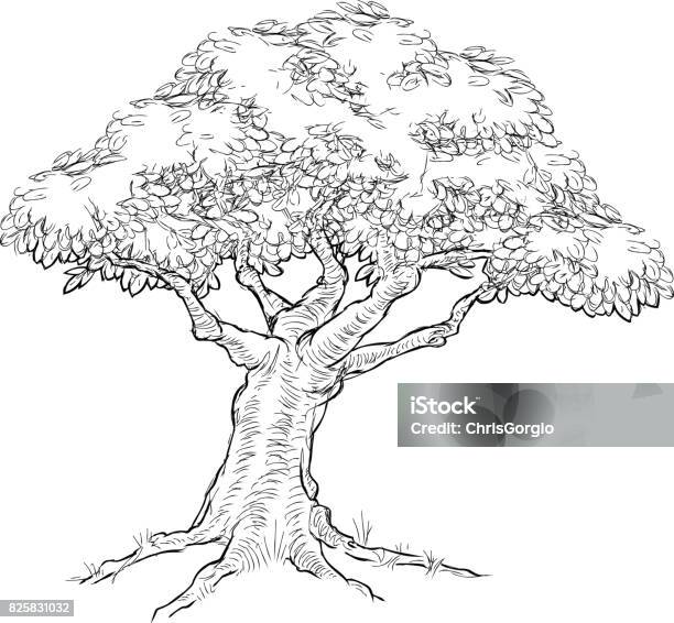 Woodcut Sketch Style Tree Stock Illustration - Download Image Now - Tree, Drawing - Activity, Drawing - Art Product