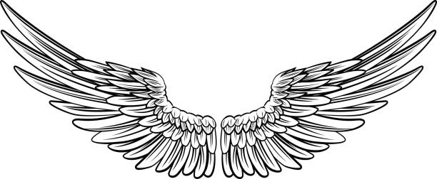 Pair of Spread Wings Pair of spread out  eagle bird or angel wings angel wings drawing stock illustrations
