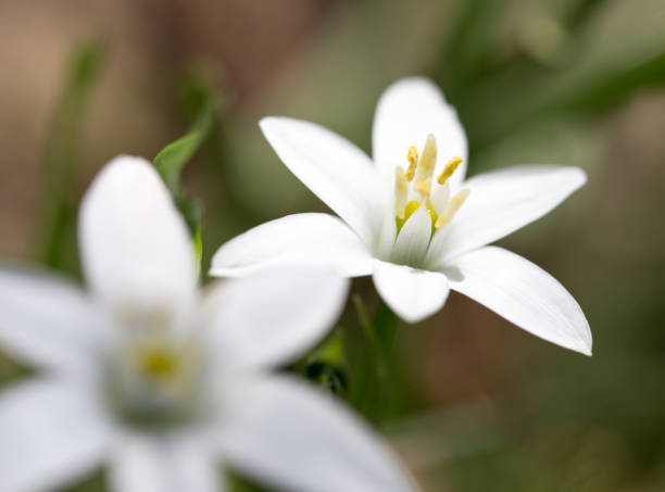 istock snowdrop flower in nature. close 825831308