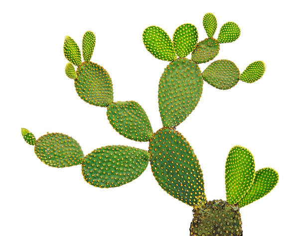 istock Opuntia cactus isolated on white background 825833586