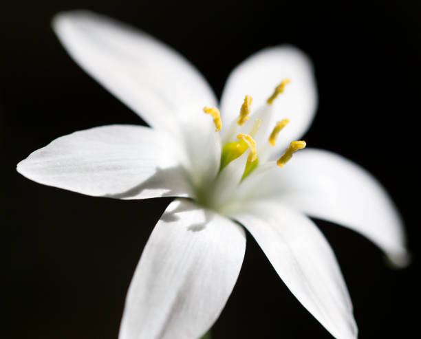 istock snowdrop flower in nature. close 825834358