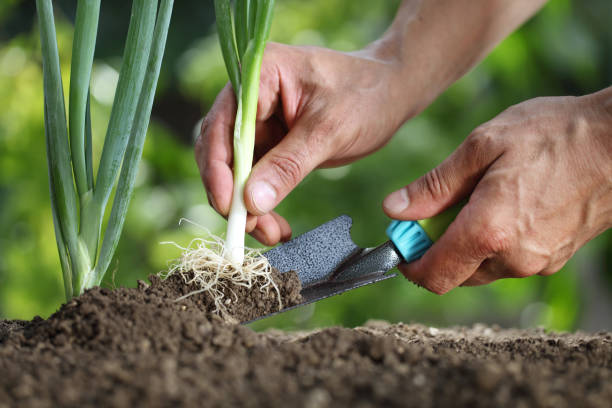 istock Hands picking spring onion in vegetable garden, close up 825834596