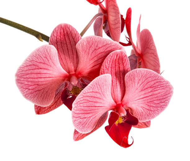 istock orchids on isolated background. beautiful flower branches orchids on white background 825835306