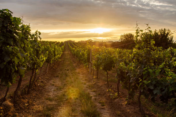 istock Vineyard at sunrise with lens flare 825835340