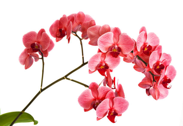 istock orchids on isolated background. beautiful flower branches orchids on white background 825835384