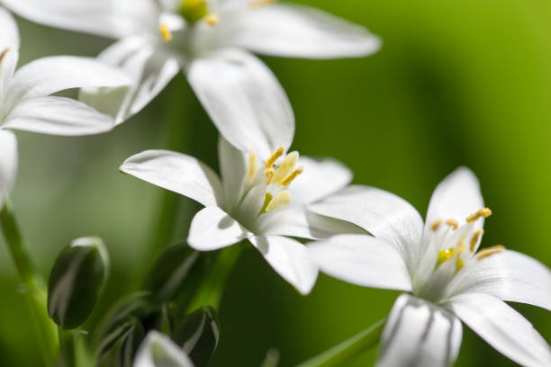 istock snowdrop flower in nature. close 825835538