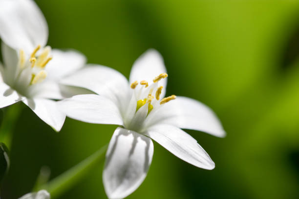 istock snowdrop flower in nature. close 825837872