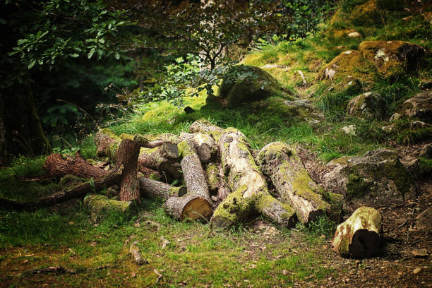 Small woodpile of twigs in bracken near Ullswater in Cumbria.