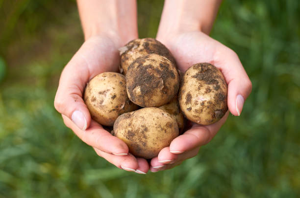 young potatoes rests in the hands of the girl that just got her from the garden. the concept of rural life and organic food - raw potato field agriculture flower imagens e fotografias de stock