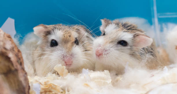 Roborovski hamster Roborovski hamster roborovski hamster stock pictures, royalty-free photos & images