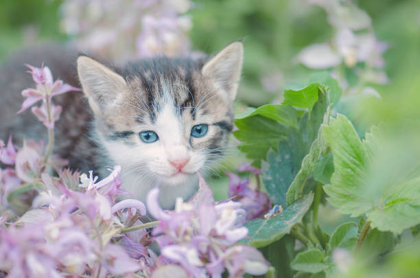 istock Kitten in the garden with flowers on background 825850546