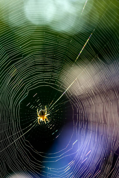 istock Spider and spiderweb, illuminated by the sun, close-up 825854030