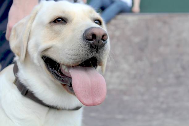 istock Labrador Retriever Looking Away with Tongue Out 825854124
