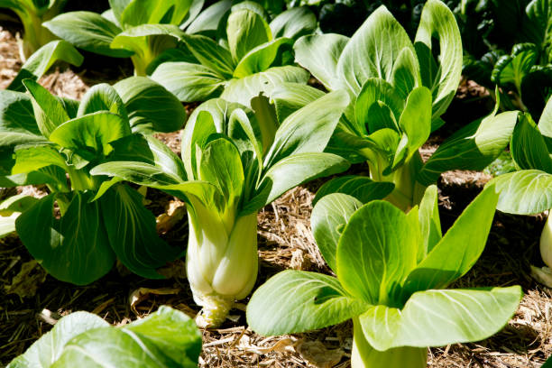 crecimiento en vegetales jardín de bok choy - bok choy fotografías e imágenes de stock