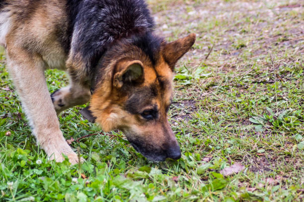 istock A Dog Male - German shepherd walking in autumn forest 825854610