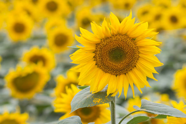 istock Beautiful sunflower field 825857988