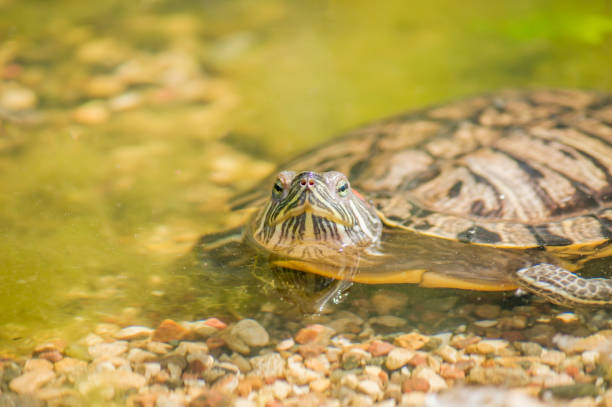 istock Red eared slider turtle (Trachemys scripta elegans) resting on stones near water 825858026