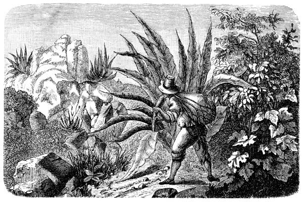 Mexican Agave Harvester for Tequila Illustration of a Mexican Agave Harvester for Tequila social history photos stock illustrations