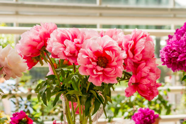 istock blossom peony bouquet in glass wase 825858706