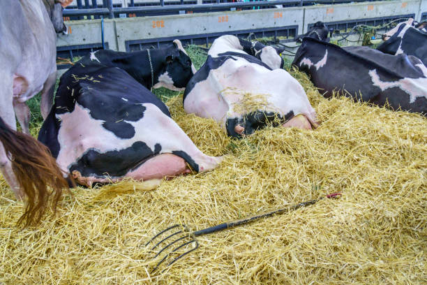 istock Young cows Laying in hay 825861360