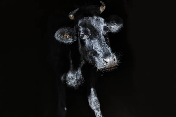 Black cow against black background. stock photo