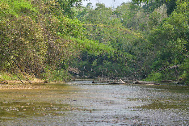 istock Suspension bridge over Mae Chan river 825862844