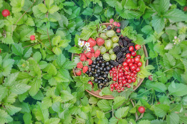 Various fresh summer berries. Berries and organic fruits.