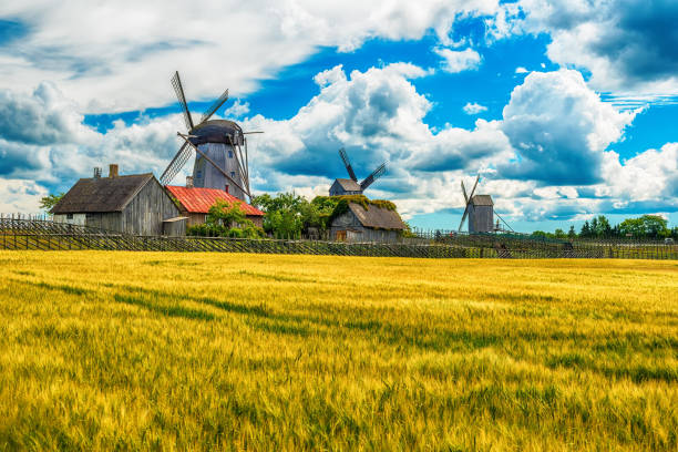 Saarema Island, Estonia: summer fields and Angla windmills Saarema Island, Estonia: summer fields and Angla windmills in Leisi Parish estonia photos stock pictures, royalty-free photos & images