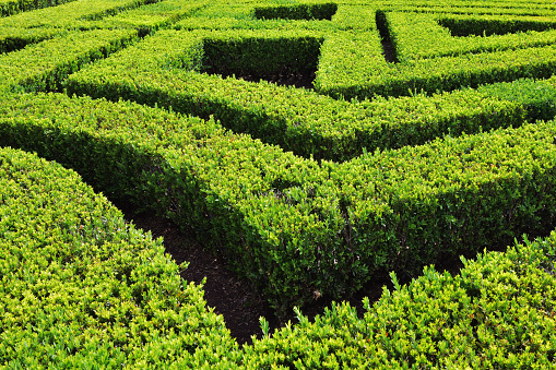 Green bushes labyrinth hedge maze in park. Portugal