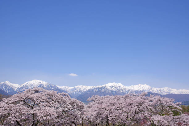 Sakura and Northern Alps(Nagano Prefecture)