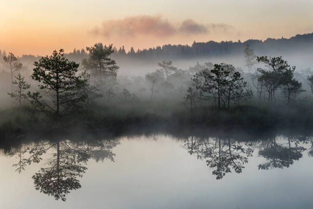 istock Sunrise in the misty bog during summer 825882722
