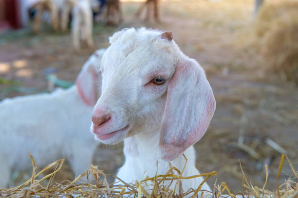 istock Closeup of long wool sheep on the farm 825883018