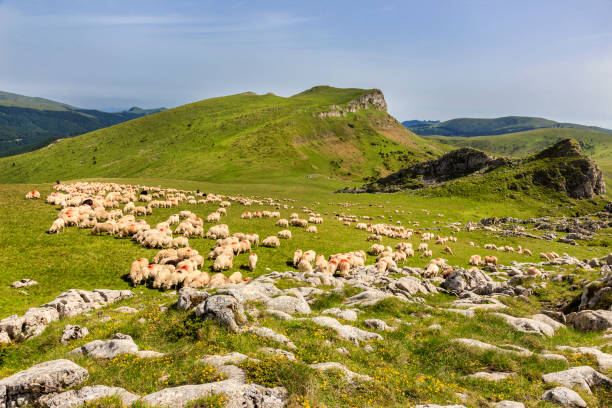 istock Sheep herds at alpine pastures in Bucegi mountains, Romania 825883314