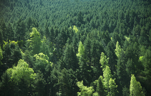 Landscape dense trees, forest background, nature and environment concept