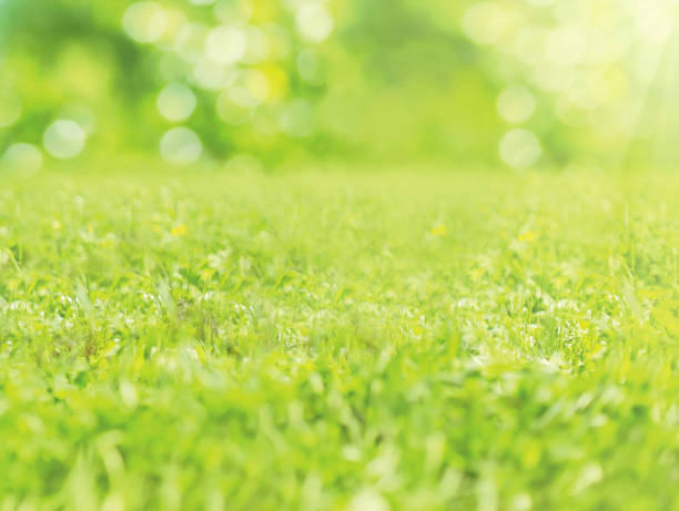 istock Green grass blurred background in sunny summer day close-up, selective focus 825883714
