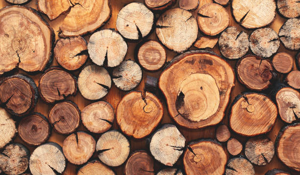 istock Wooden natural cut logs textured background, top view, flat lay 825884394