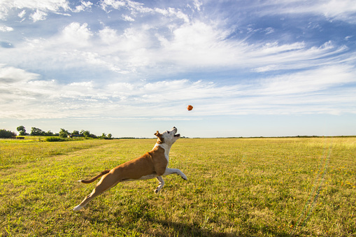 Dog running in field, catching a ball