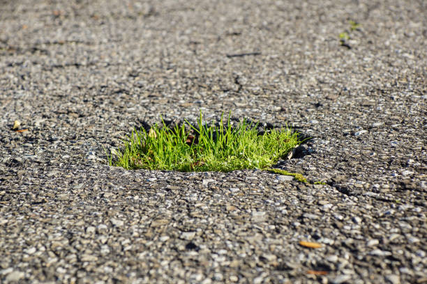 A plant growing in a very inhospitable location, a nice visual analogy for prospering in hard  times or hard situations.