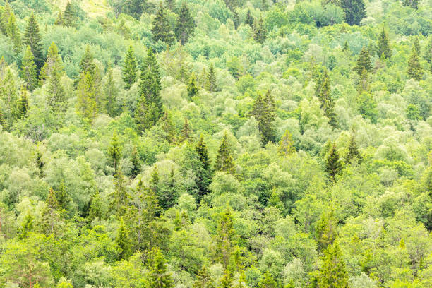 View of mixed forest in the summer
