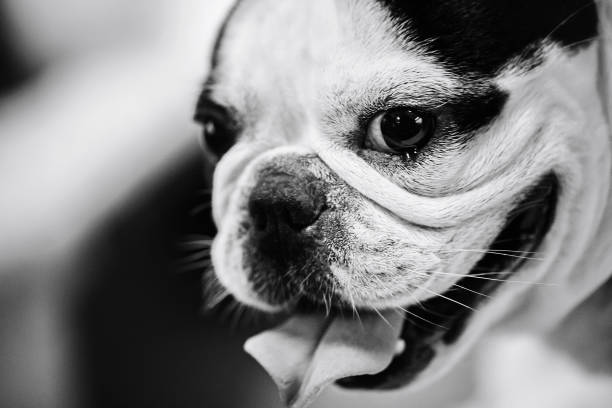 Dog Breed French Bulldog Closeup