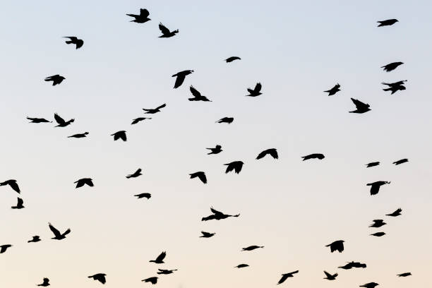 istock Flock of Jackdaws flying in the sky 825890450