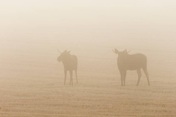 istock Two bull moose in a stubble field in a misty morning 825891048
