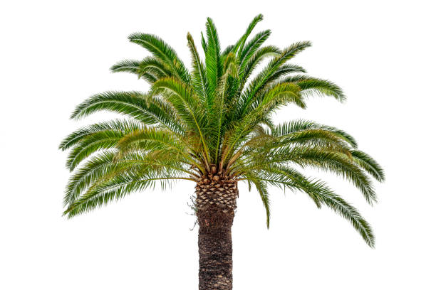 istock Coconut palm isolated on white background 825891418