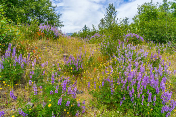 istock Beautiful flowers along an amazing Hummocks Trail. 825892352
