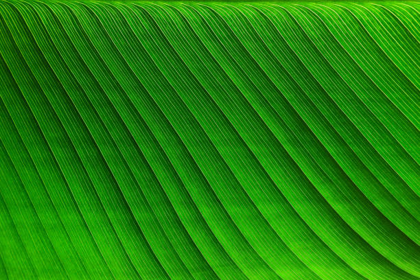 istock banana palm foliage 825894824